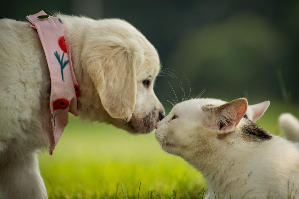 Puppy & Kitten Essentials
